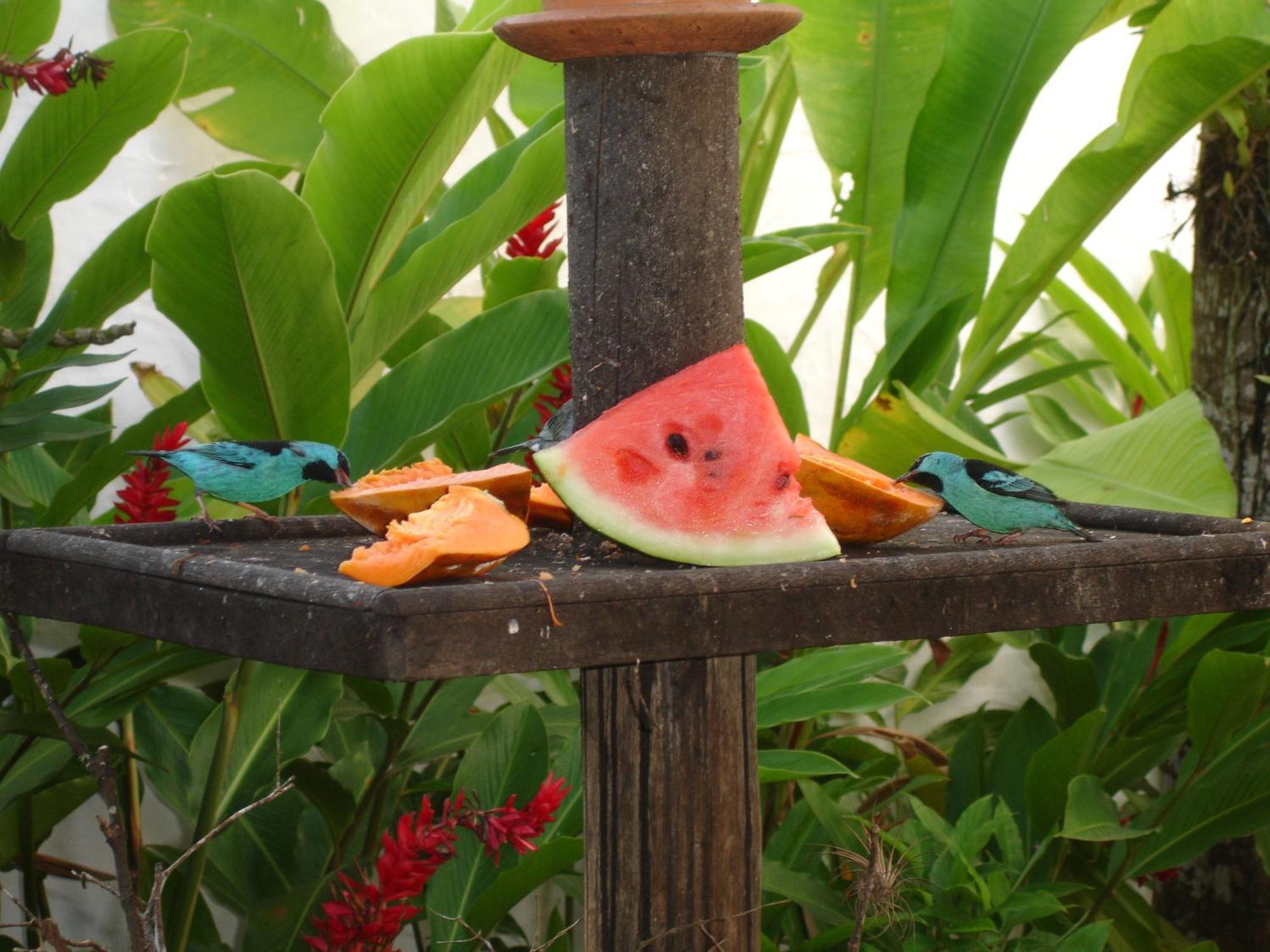 Pousada Torre Del Mar Ubatuba Ngoại thất bức ảnh